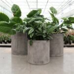 Mikonui Cylinder Planter Small Grey - Image 4