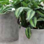 Mikonui Cylinder Planter Small Grey - Image 6