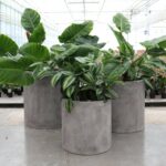 Mikonui Cylinder Planter Small Grey - Image 7