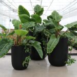 Oreti Black Planter Large - Image 4