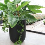 Oreti Black Planter Large - Image 6